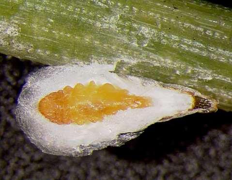 Scale Insect Basics Scale insects feed on plant fluids using piercing-sucking mouthparts Insect order Hemiptera