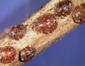 Scale Insect Basics Scale insects feed on plant fluids