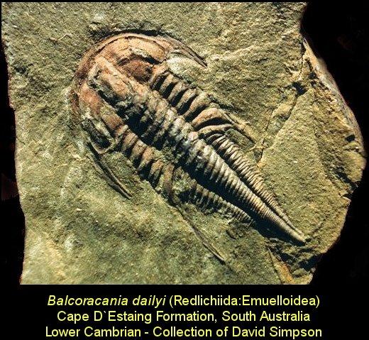 15 Ga February November January First animal fossils. Evolution of most animal phyla.
