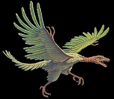 extinction Age of Dinosaurs first birds evolution of