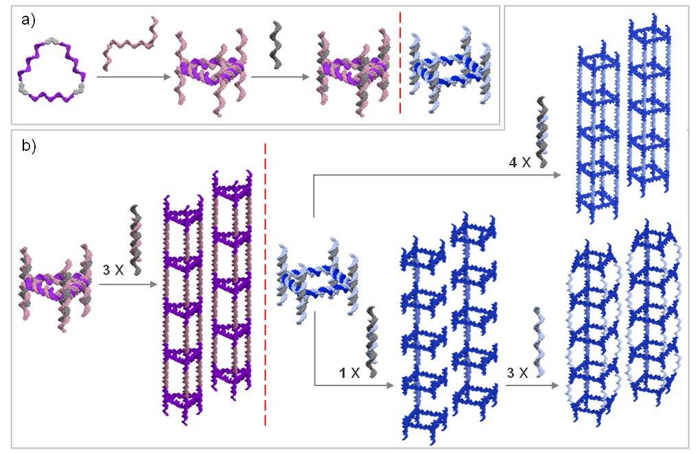 [3] Geometrically well-defined DA nanotubes. DA nanotubes can be used to template the growth of metallic nanowires, and to potentially act as stiff interconnects and drug nanocarriers.