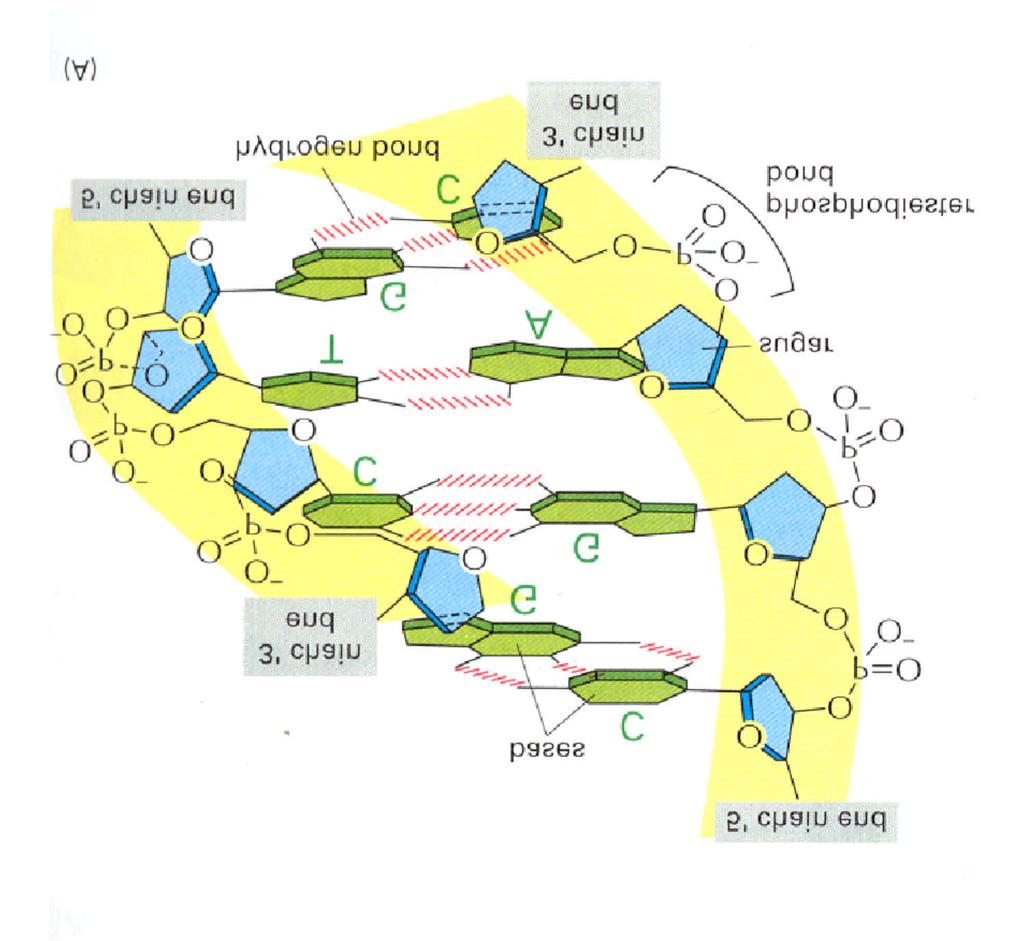 Self-assembly of DNA 4 bases: adenine (A),