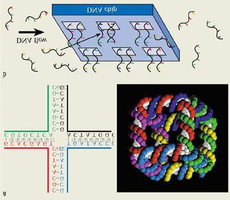 Self-assembly of DNA structures Can structures be designed and self-assembled?