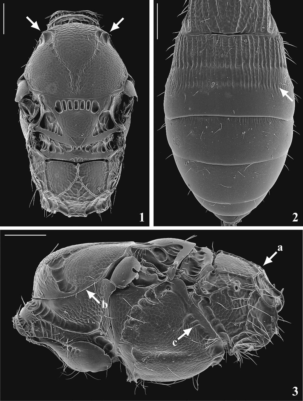 VOLUME 111, NUMBER 1 185 Figs. 1 3. Coiba jeffersoni. 1, Dorsal view of mesosoma. Arrows 5 mesoscutum without sharp protrusions anterolaterally. 2, Dorsal view of gaster.