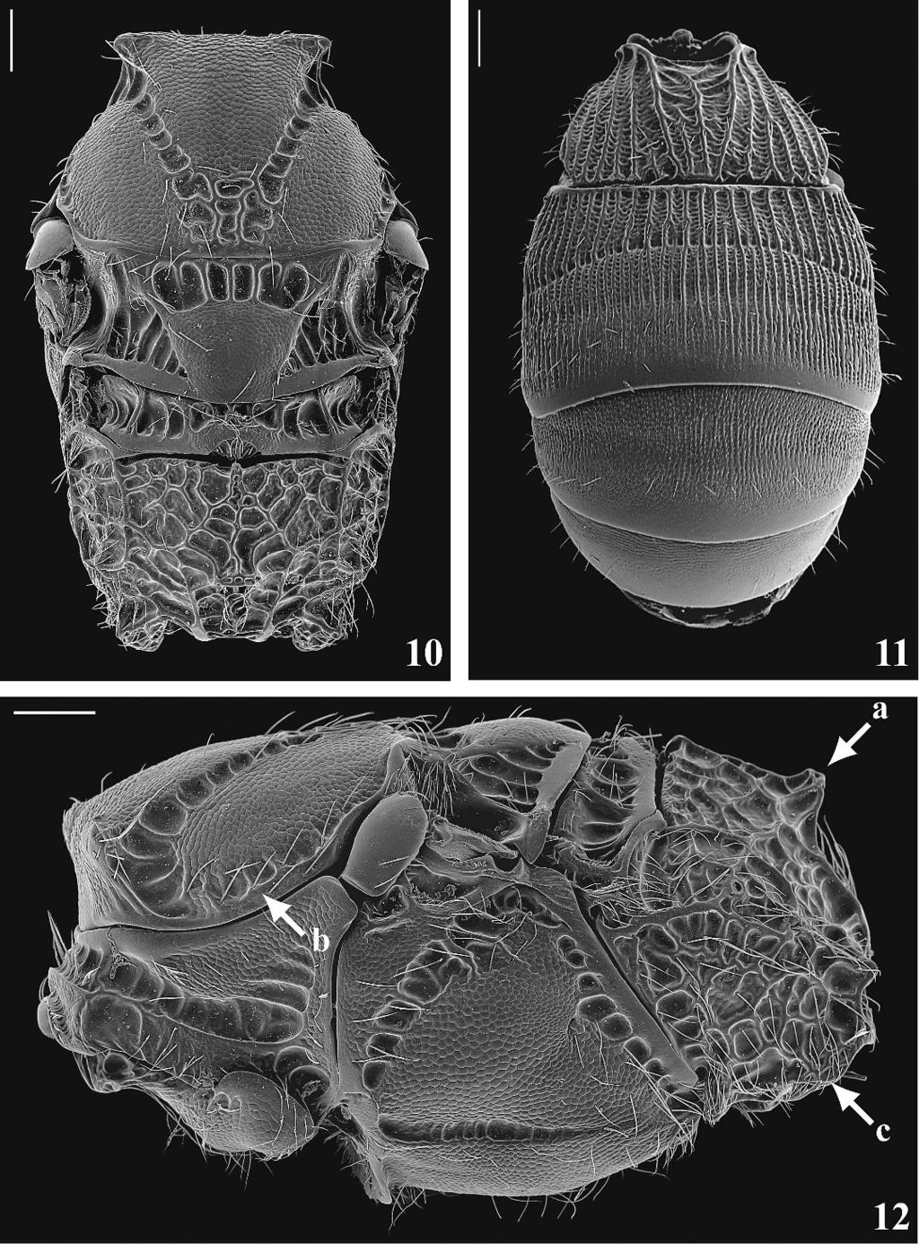 VOLUME 111, NUMBER 1 187 Figs. 10 12. Coiba marshi. 10, Dorsal view of mesosoma. 11, Dorsal view of metasoma. 12, Lateral view of mesosoma.