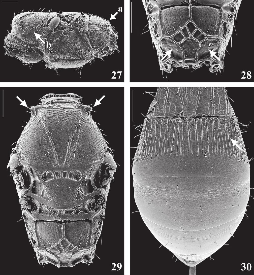 VOLUME 111, NUMBER 1 191 Figs. 27 30. Coiba woldai. 27, Lateral view of mesosoma. Arrows: a 5 propodeum without protrusion mesally, b 5 lateral margin of mesoscutum coriaceous. 28, Propodeum.