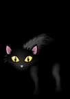 Black cat A cat