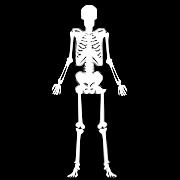 Skeleton The bones of a