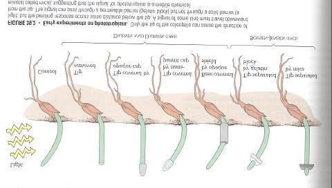 1) Auxins Five Plant Hormones: Stem apical meristems are major site of auxin production