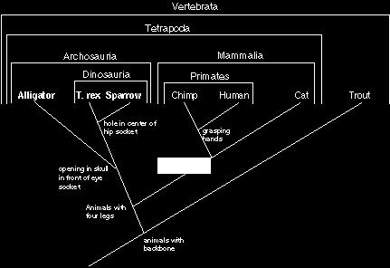 Perfect Phylogeny warmblooded backbone skull opening hip socket grasping alligator