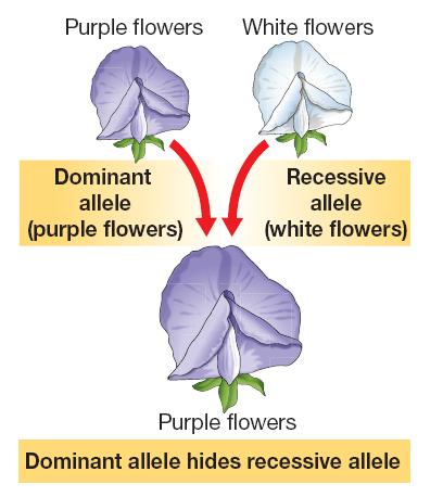 11.1 Dominant and Recessive Alleles If both alleles for flower color get passed to the offspring, then the