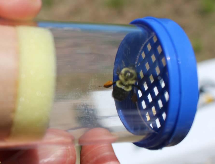 maximum size and producing queens in August Can be purchased Questions