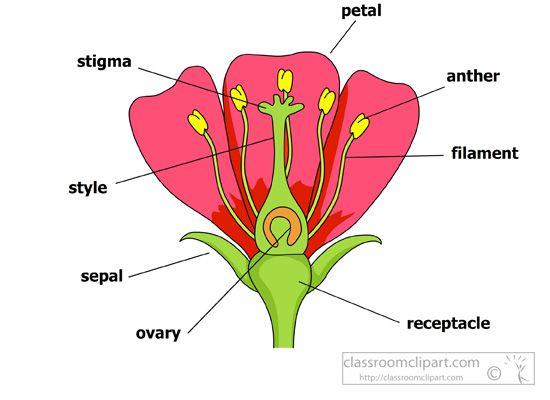 A flower provides a place to combine the genetic code from a male and a female into a single seed.