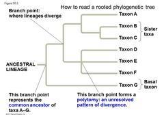 5: How to Read a Phylogenetic Tree Molecular Systematics
