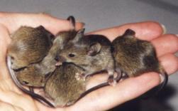 Of Mice and Men Evolving genomes now that we can