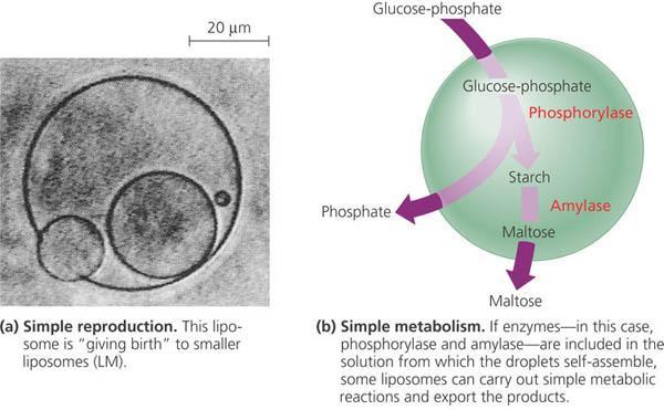 Bubbles separate inside from outside metabolism & reproduction Key
