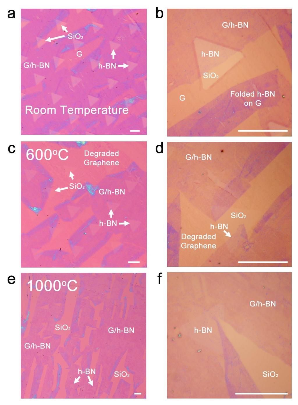 Supplementary Figure S10. Optical images of 2 nm h-bn coated graphene. (a) and (b) Morphologies of G/h-BN films at room temperature on the silica substrate.