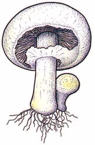 A Living organisms and the environment Other kinds of cells Fungi Fungi is the plural of fungus Mushrooms and toadstools are fungi Fungi have cells that are about