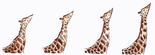 The Inheritance of Acquired Characteristics Example: A giraffe acquired its long neck because its ancestor stretched higher