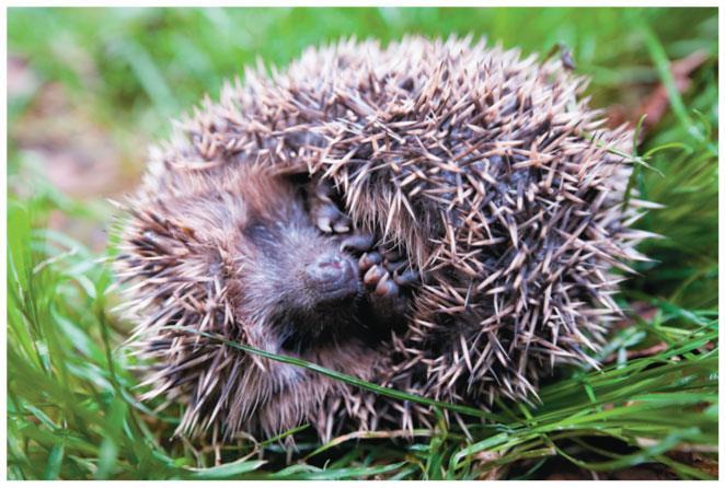The Impulse-Momentum Theorem The spines of a hedgehog obviously help protect it from predators. But they serve another function as well.