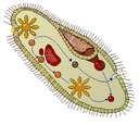 115. What structure does the paramecium use to take in food? 116. What structure does the paramecium use to digest food? 117. What structure is used to get rid of wastes? 118.
