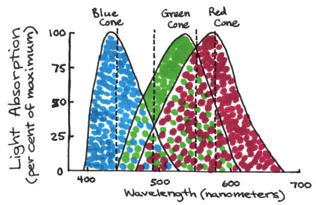 8 Figure 9. Absorption spectra of the blue, green, and red color cones on the retina. Blue light (450 nm) stimulates the blue cones only.
