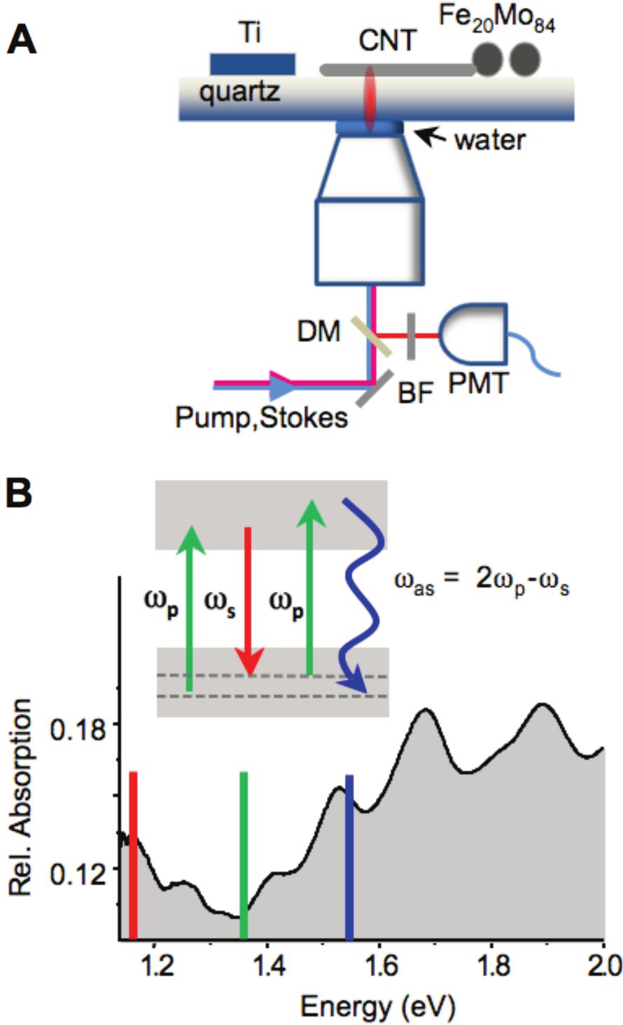 Figure 1. (A) Experimental setup: DM, dichroic mirror; BF, bandpass filter; PMT, photomultiplier tube. (B) Energy diagram for coherent anti-stokes scattering (CAS).