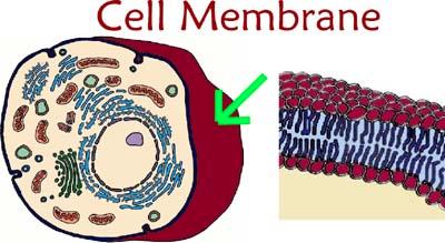 CELL MEMBRANE gate keeper outer boundary (or layer) of the