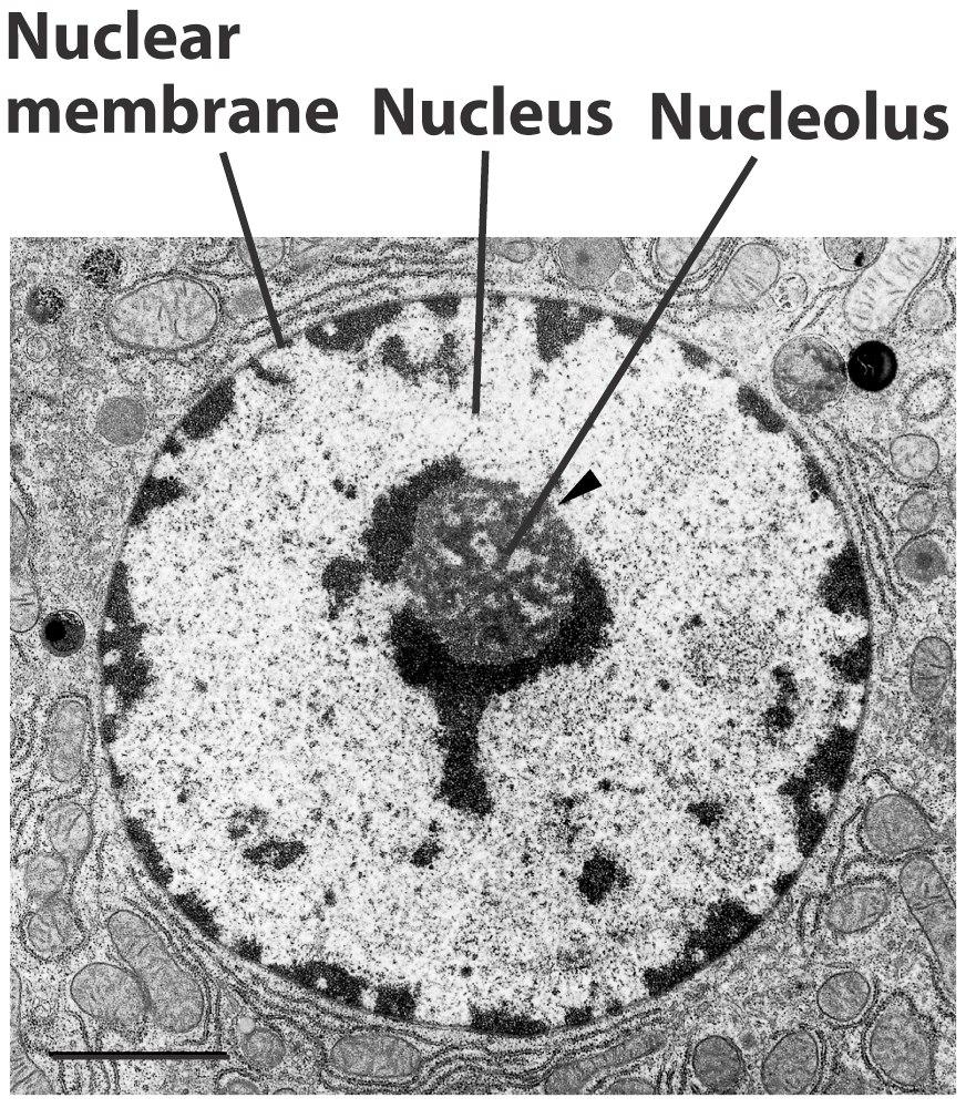 Nucleolus Most cells have 2 or more