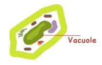 VACUOLES storage store water, sugar, salts, nutrients, & wastes in cells