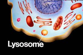 LYSOSOMES contain chemicals