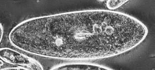 Unicellular organisms Some organisms only consist of a single cell But these do