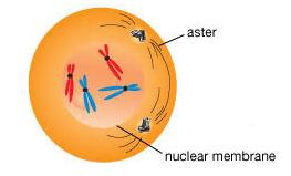soma/c (body) cells Why does mitosis occur?