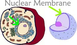 NUCLEAR MEMBRANE materials pass in