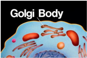 GOLGI BODIES (Also called the Golgi Apparatus) sort, modify, process,