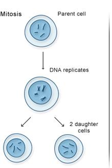 Asexual Reproduction Requires only one parent Offspring have 100% the same chromosomes as the parent.