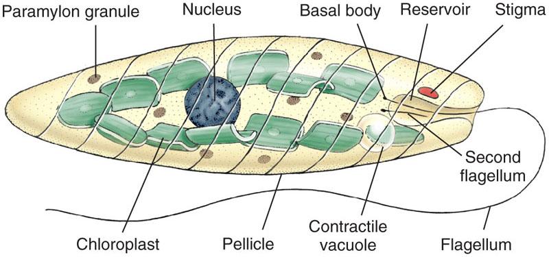 Mitochondria Form and Function Involved in energy production Golgi apparatus Part of the secretory system of the endoplasmic reticulum Plastids Organelles containing a variety of photosynthetic