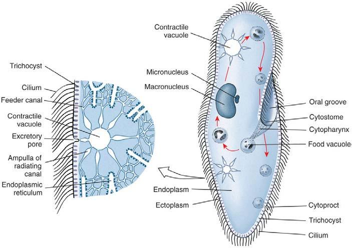 Form and Function In ciliates, site of phagocytosis called a cytostome Many have a point for expulsion of