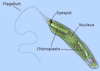 of flagella, large chloroplast, and stigma Most cells are