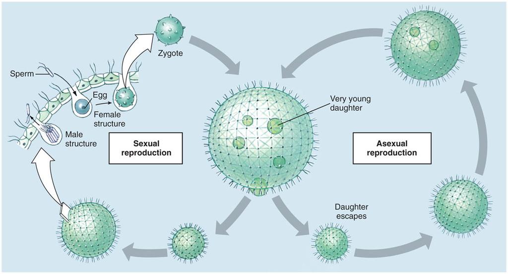 Zygote Major Protozoan Taxa Secretes a hard, spiny, protective shell and overwinters In
