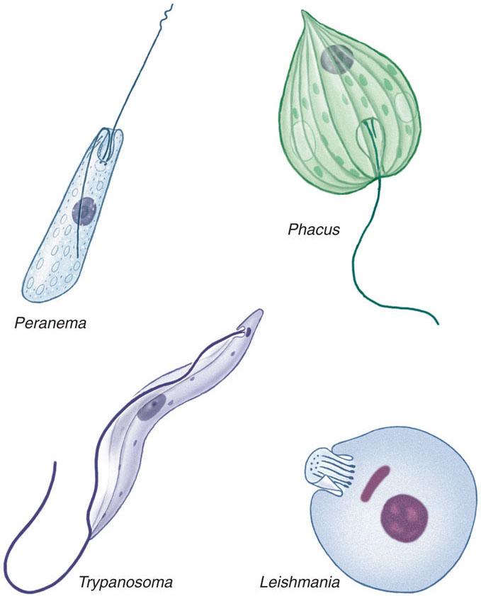 Major Protozoan Taxa Phylum Euglenozoa Cell membrane is stiffened into a pellicle Freshwater with abundant vegetation Flagellum extends