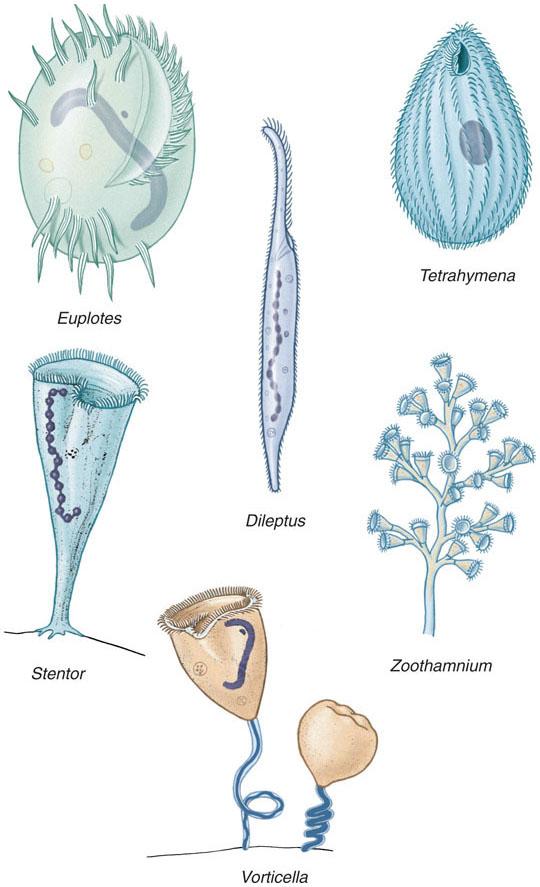 Major Protozoan Taxa Phylum Ciliophora Ciliates are the most diverse and specialized protozoans Larger than most other protozoa