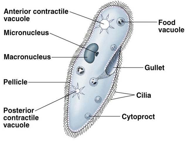 Major Protozoan Taxa Slipper shaped - Multinucleate At least one