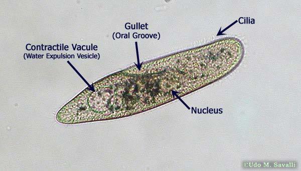 Major Protozoan Taxa Paramecium may be studied as a typical free-living ciliate Trichocysts present Cytostome leads to a tubular