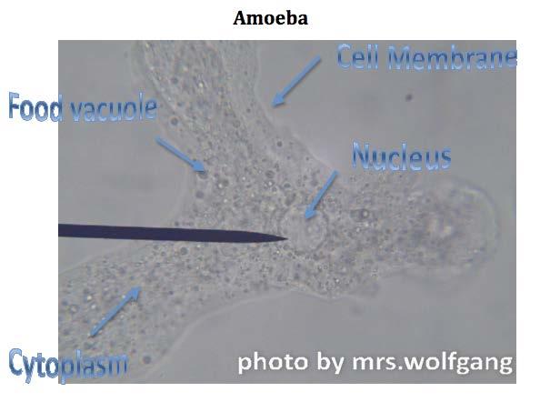 Amebas Major Protozoan Taxa Found in fresh and salt water, and moist soils Some planktonic, some require a substratum Most reproduce by binary fission
