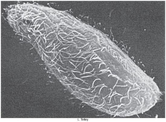 classes of the phylum Protozoa Cilia and flagella Both called