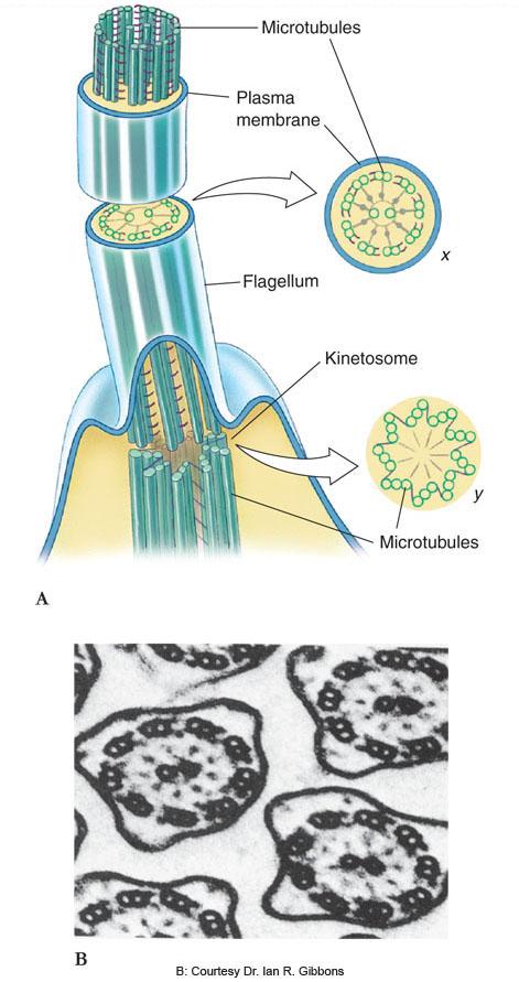 Form and Function Morphologically the same Contain 9 pairs of microtubules arranged around a central pair