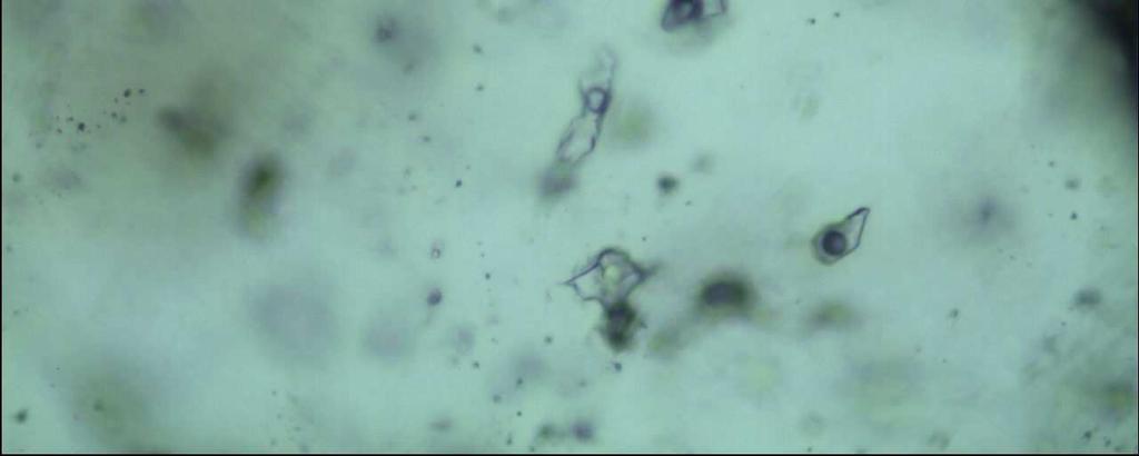 Primary two-phase liquid-vapor (liquid-rich) fluid inclusions in sample WBC.1A.V. B.