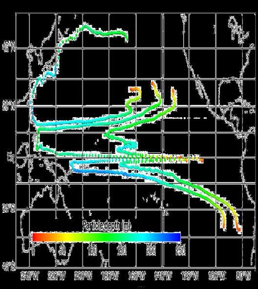 Trajectories within Subtropical Cell Water is subducted in subtropical East Pacific