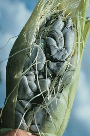 healthy seed (or in soil) infect next